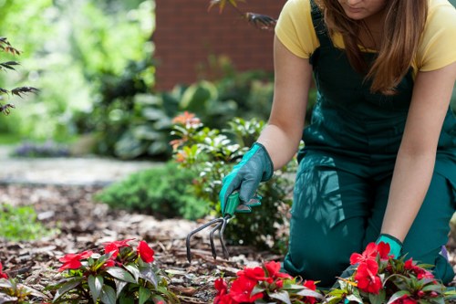 A gardener wearing teal gloves and a dark apron is kneeling in a landscaped garden, using a small hand rake to tend to a flower bed with vibrant red and pink blooms, surrounded by lush green foliage and well-maintained soil. In the background, there are various plants and shrubs, along with a brick wall that partially shades the outdoor space. The garden appears tidy and carefully maintained, with a mix of flowering plants and leafy greenery, indicative of professional gardening services in Walthamstow. The scene is set during daylight, with natural sunlight highlighting the rich colours and textures of the garden elements, reflecting a well-kept outdoor environment suitable for adding value and aesthetic appeal through expert garden care and maintenance.